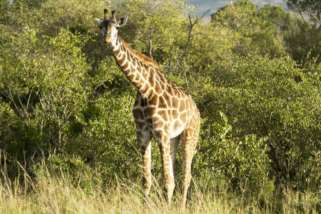 Mara Engai Lodge Lolgorien Esterno foto